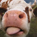 cow_licking