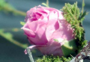 Ye Olde Rose